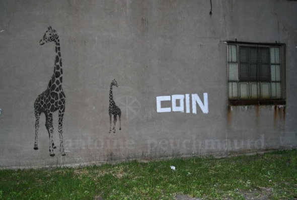 Girafes en coin